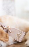 Dog Leash and Collar