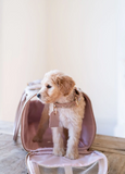Dog Leash and Collar