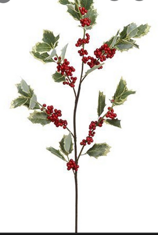 variegated holly spray